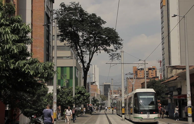 Abatido Gualanday, el árbol más antiguo de Medellín