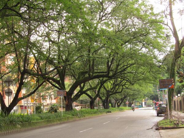 Se autoriza el aprovechamiento forestal del túnel verde para la construcción del tramo 2B del Metroplús