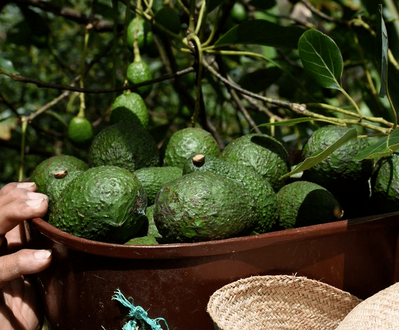 Pueblo antioqueño se destaca por exportación de aguacate Hass