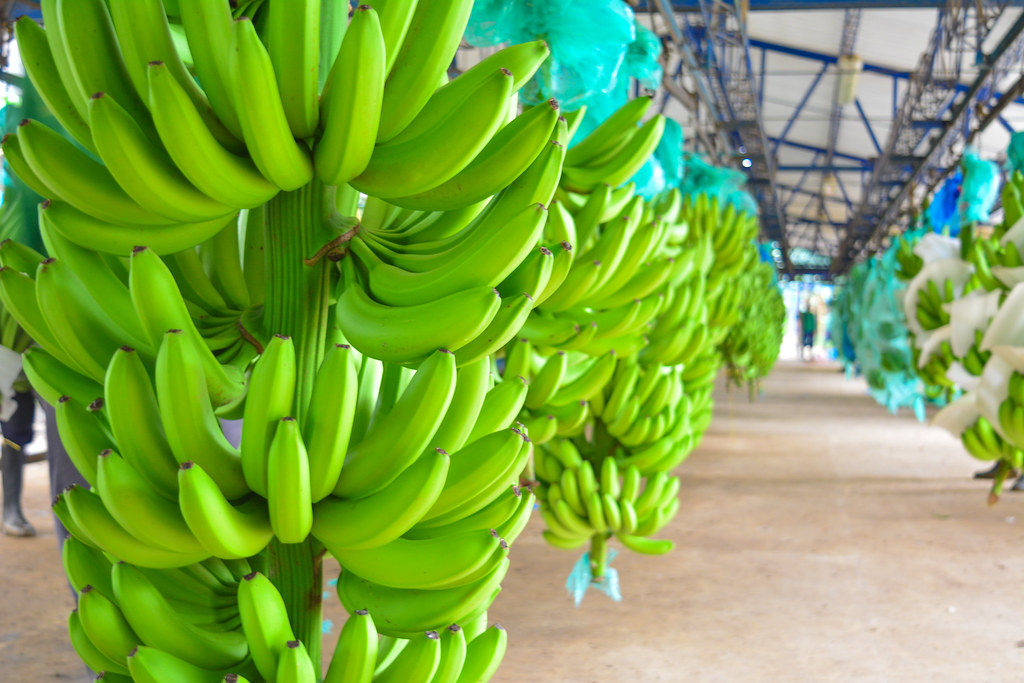 Extreman controles en plantaciones bananeras de Urabá para evitar la propagación de un peligroso hongo